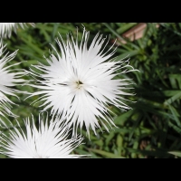 Dianthus Spiculifolius (fam. Caryophyllacees) (05)